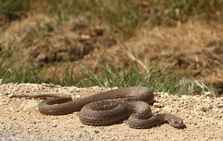   Montpellier Snake Malpolon monspessulanus                 Bacah Valley,Golan,Israel,April 2010.Lior Kislev 